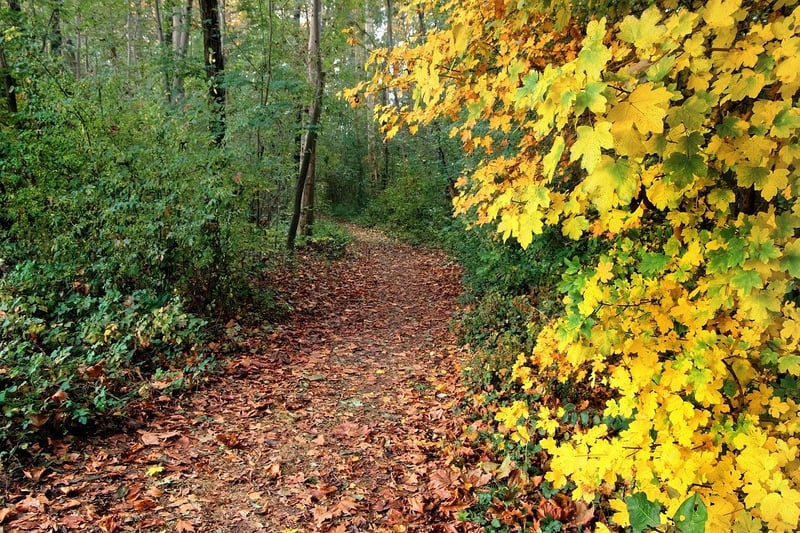 Wilderness Landscape